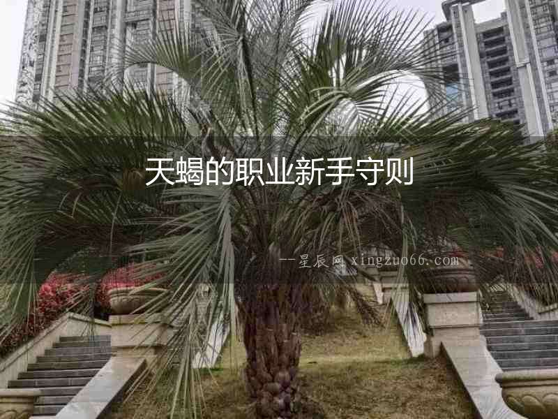 天蝎的職業新手守則