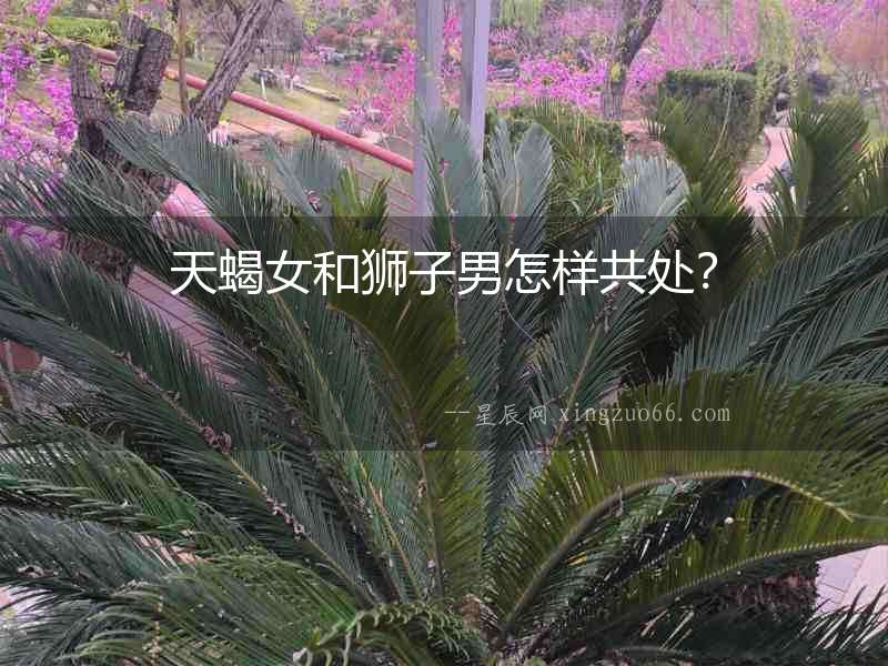 天蝎女和獅子男怎樣共處？