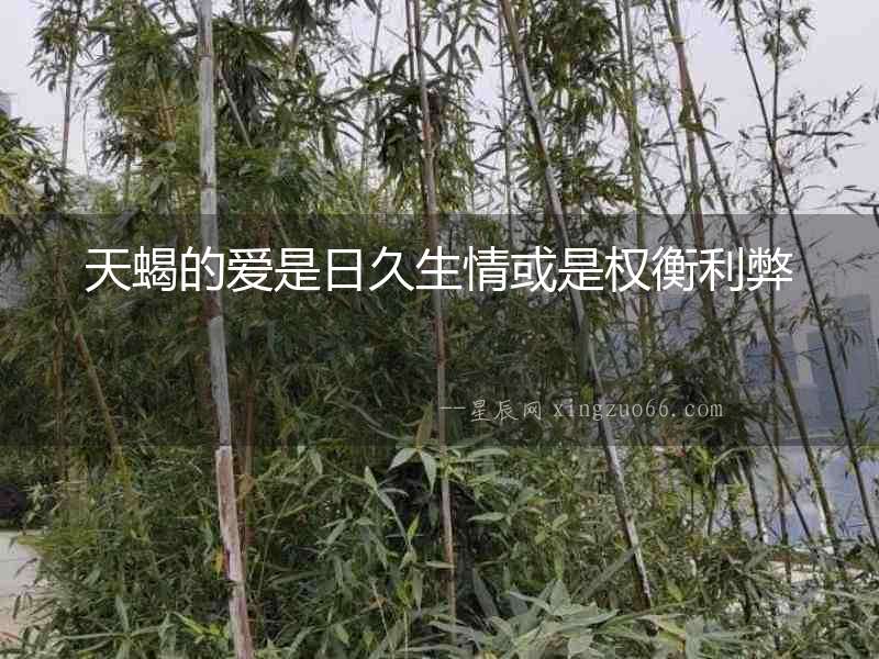 天蝎的愛是日久生情或是權衡利弊