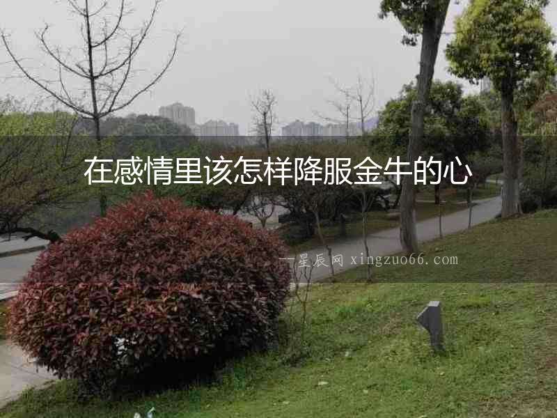 在感情里該怎樣降服金牛的心