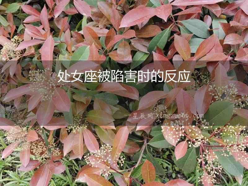 處女座被陷害時的反應