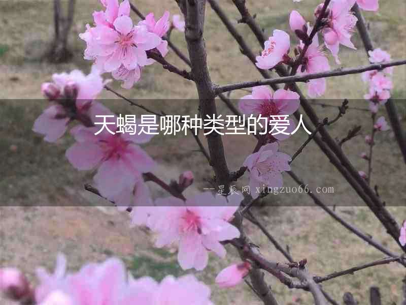天蝎是哪種類型的愛人
