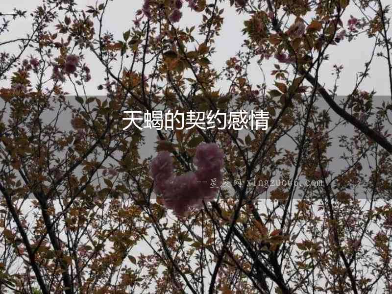 天蝎的契約感情