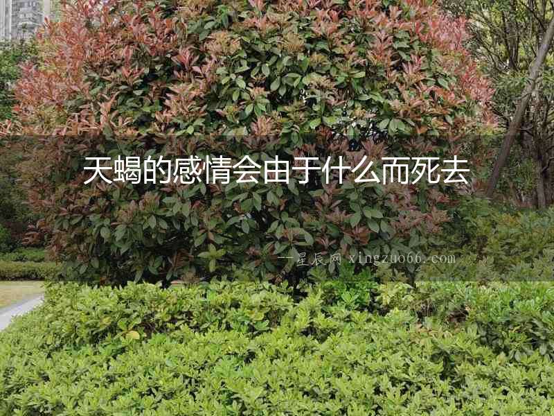 天蝎的感情會由于什么而死去
