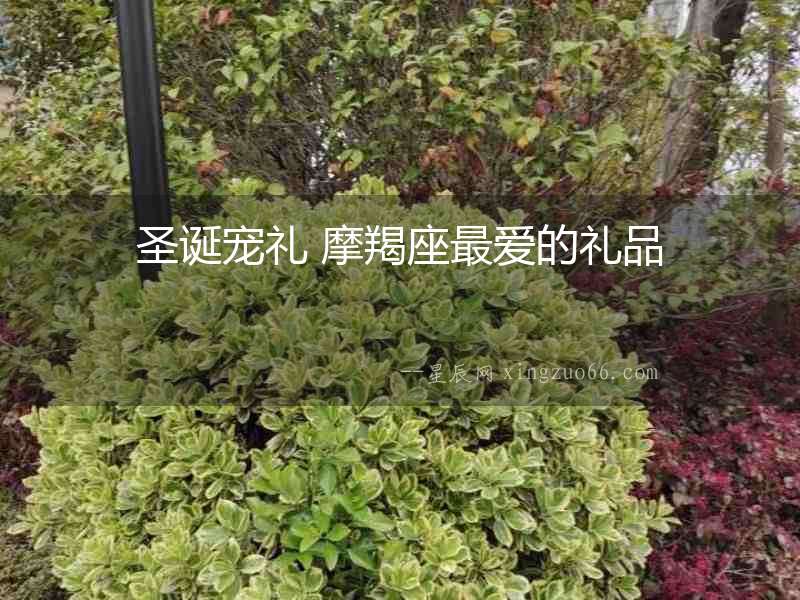 圣誕寵禮 摩羯座最愛的禮品