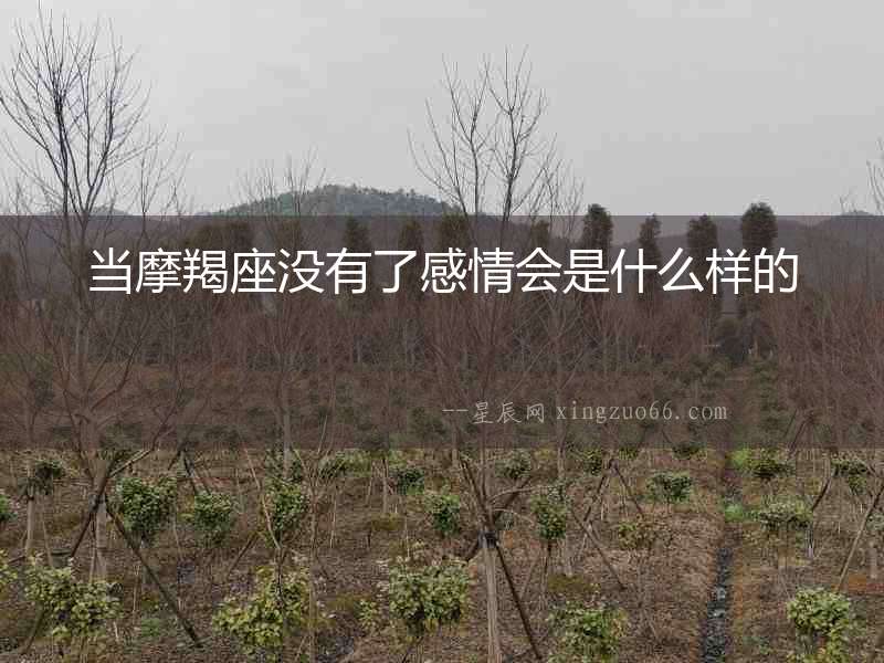 當摩羯座沒有了感情會是什么樣的