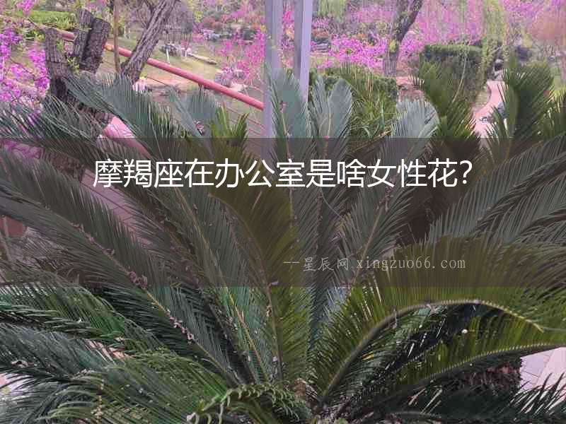 摩羯座在辦公室是啥女性花？
