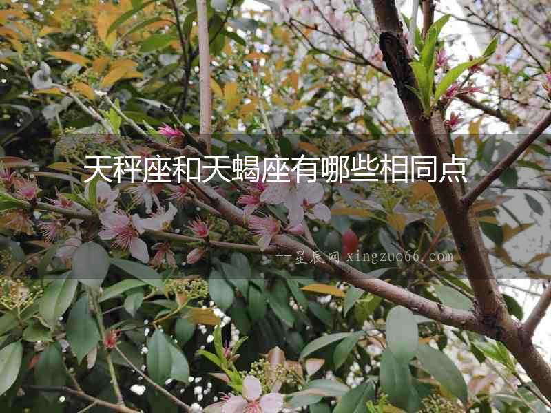 天秤座和天蝎座有哪些相同點(diǎn)