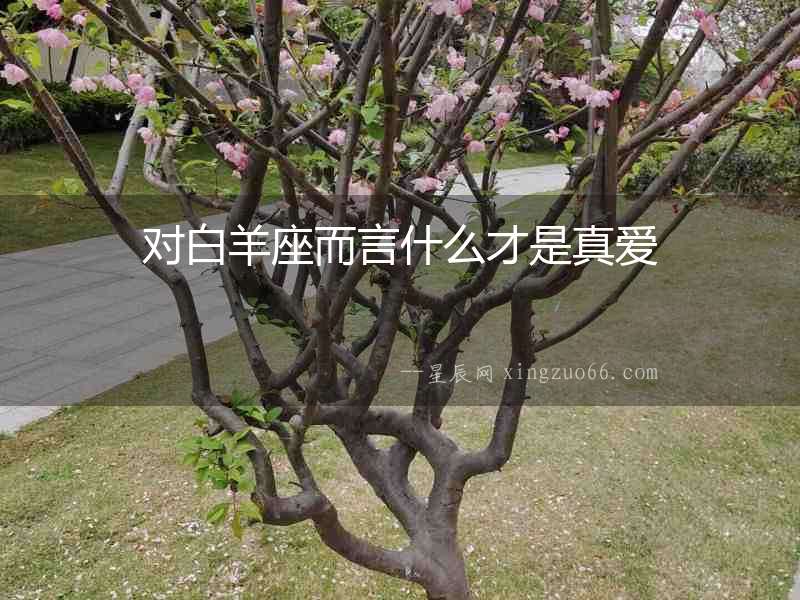 對白羊座而言什么才是真愛