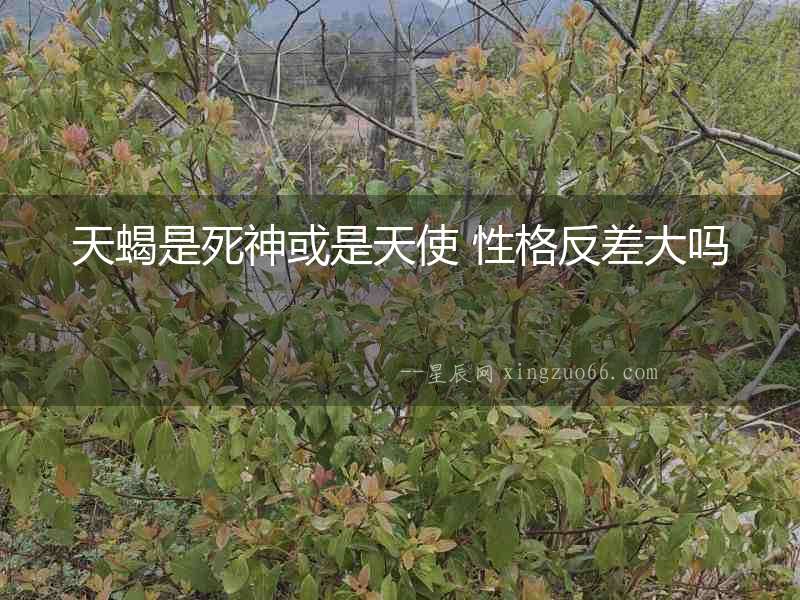 天蝎是死神或是天使 性格反差大嗎