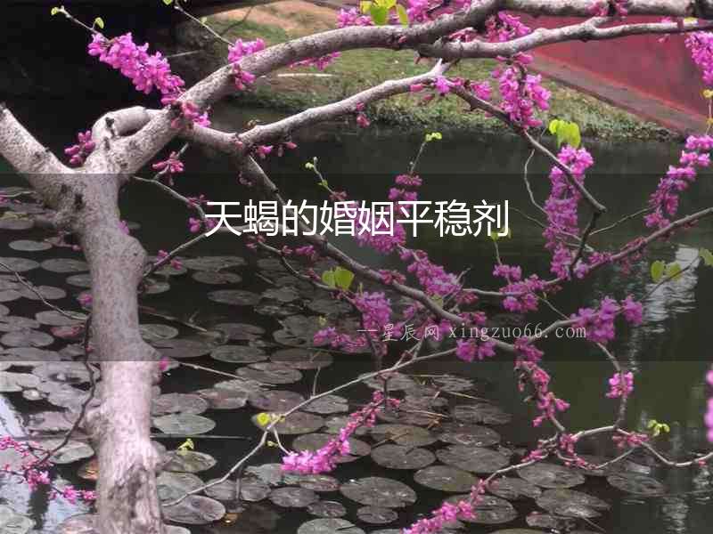 天蝎的婚姻平穩劑