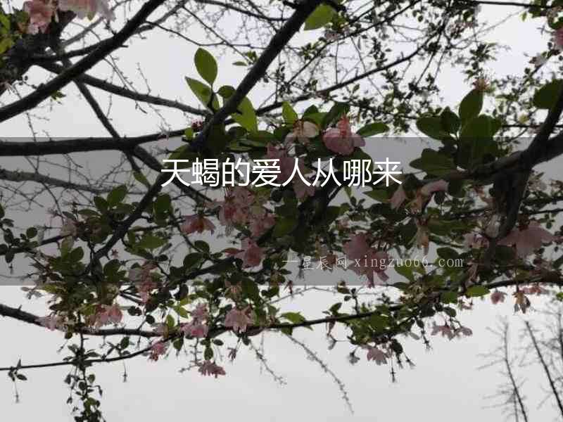 天蝎的愛人從哪來