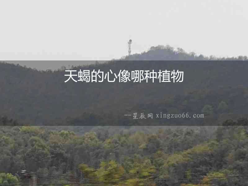 天蝎的心像哪種植物