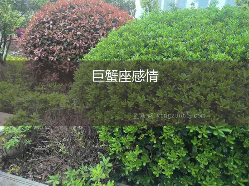 巨蟹座感情