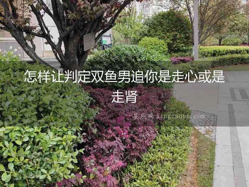 怎樣讓判定雙魚男追你是走心或是走腎