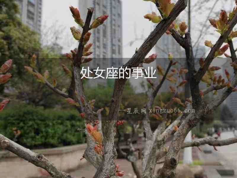 處女座的事業(yè)