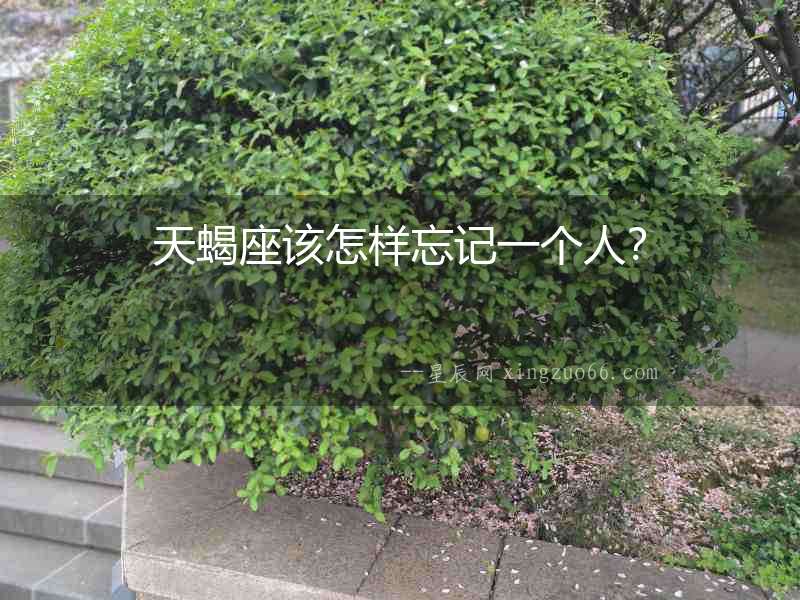 天蝎座該怎樣忘記一個(gè)人？