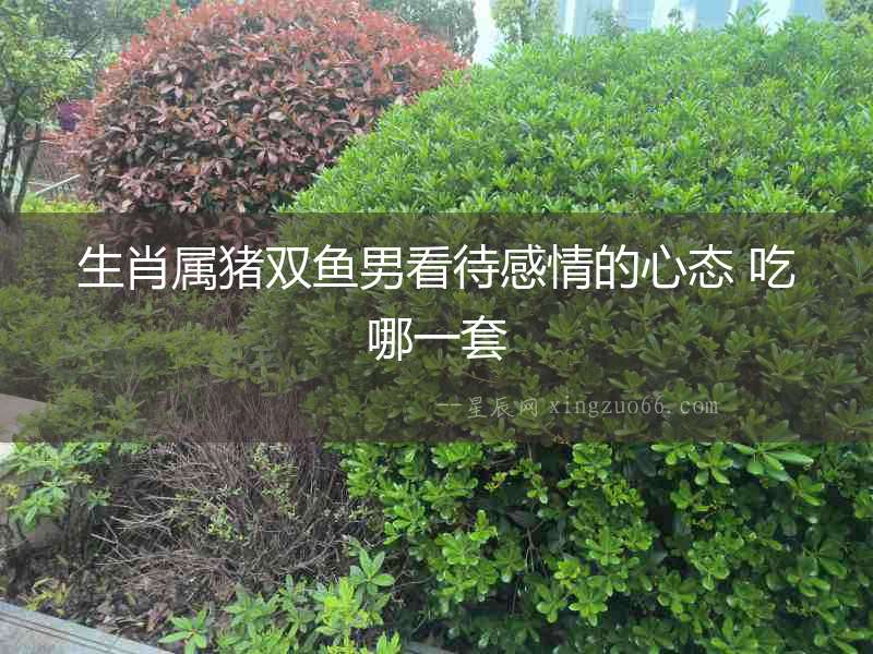 生肖屬豬雙魚男看待感情的心態 吃哪一套