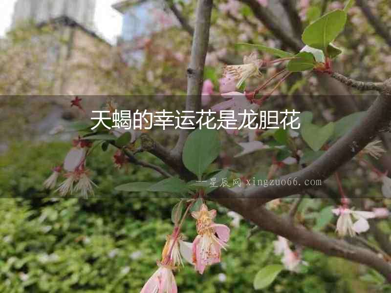 天蝎的幸運花是龍膽花