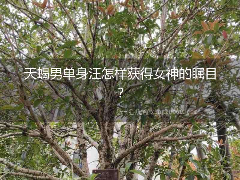 天蝎男單身汪怎樣獲得女神的矚目？
