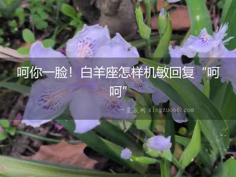 呵你一臉！白羊座怎樣機敏回復“呵呵”