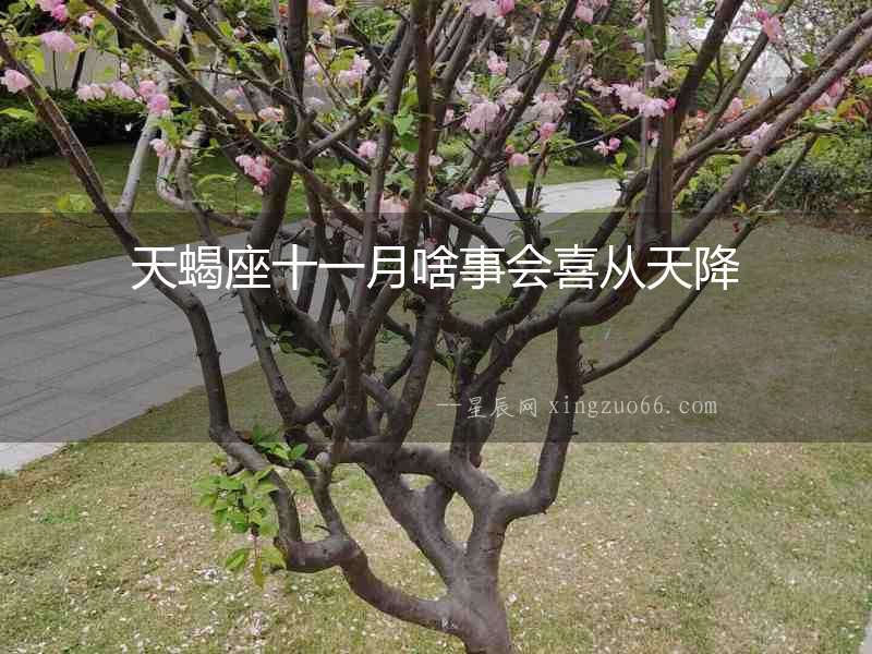 天蝎座十一月啥事會喜從天降