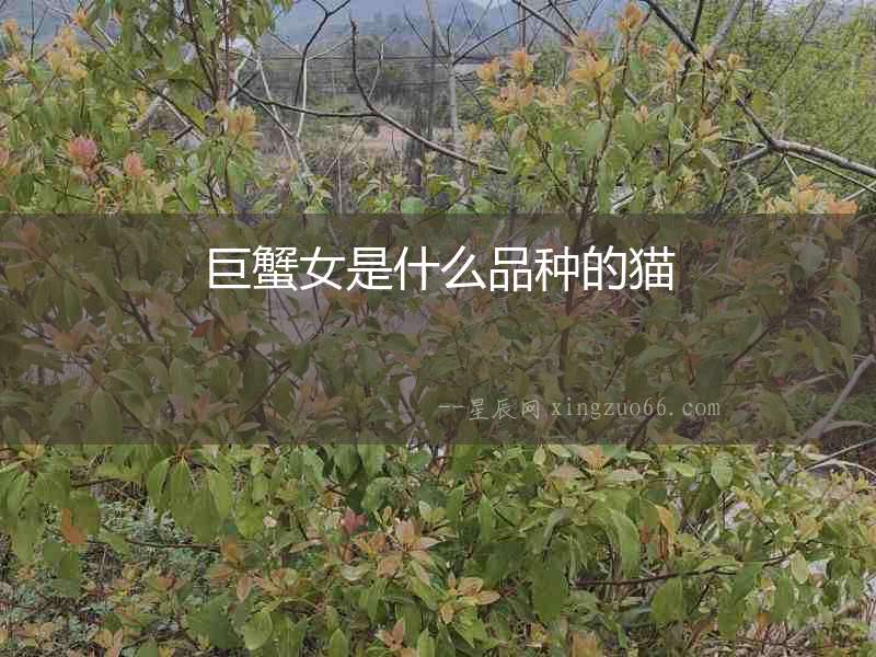 巨蟹女是什么品種的貓