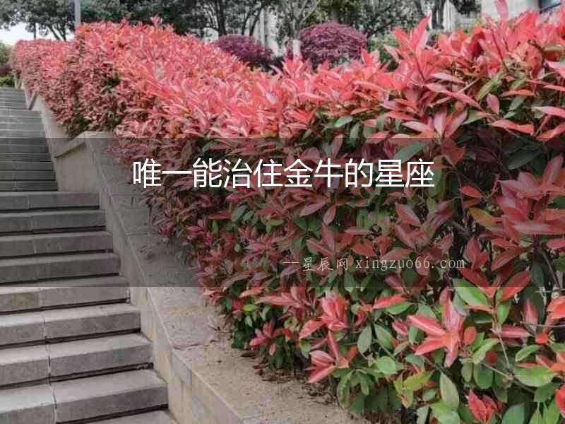 唯一能治住金牛的星座