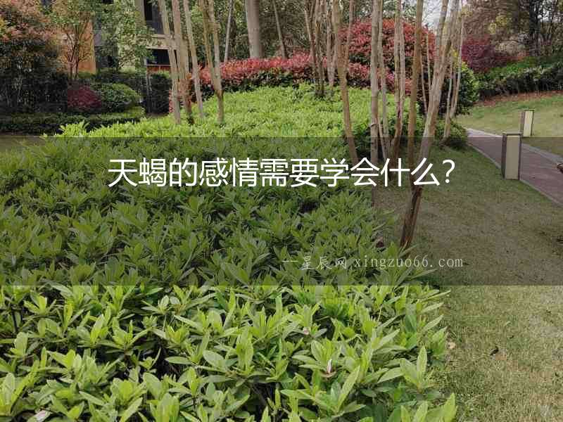 天蝎的感情需要學會什么？