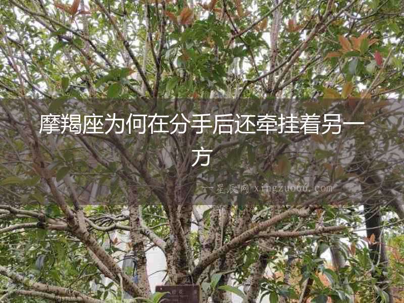 摩羯座為何在分手后還牽掛著另一方