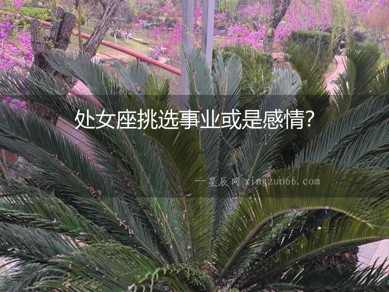 處女座挑選事業(yè)或是感情？