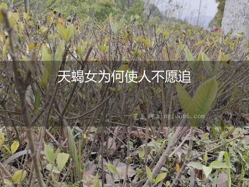 天蝎女為何使人不愿追