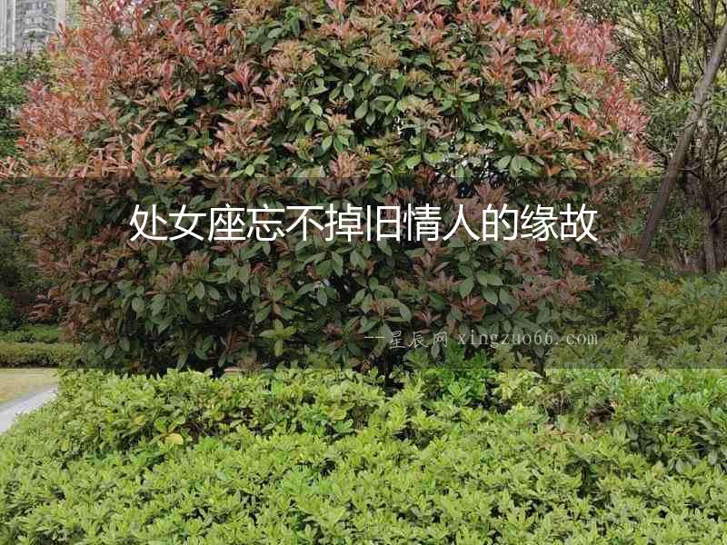 處女座忘不掉舊情人的緣故