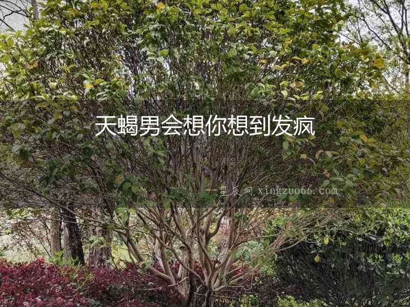 天蝎男會(huì)想你想到發(fā)瘋