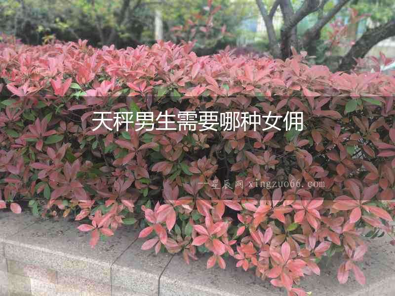 天秤男生需要哪種女傭