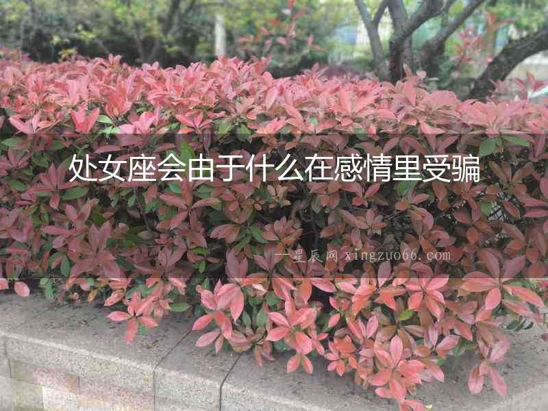 處女座會由于什么在感情里受騙