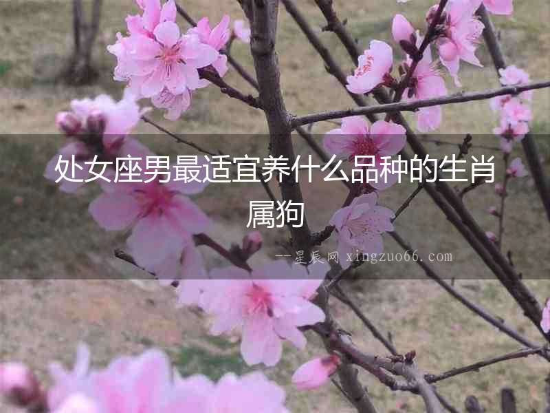 處女座男最適宜養(yǎng)什么品種的生肖屬狗