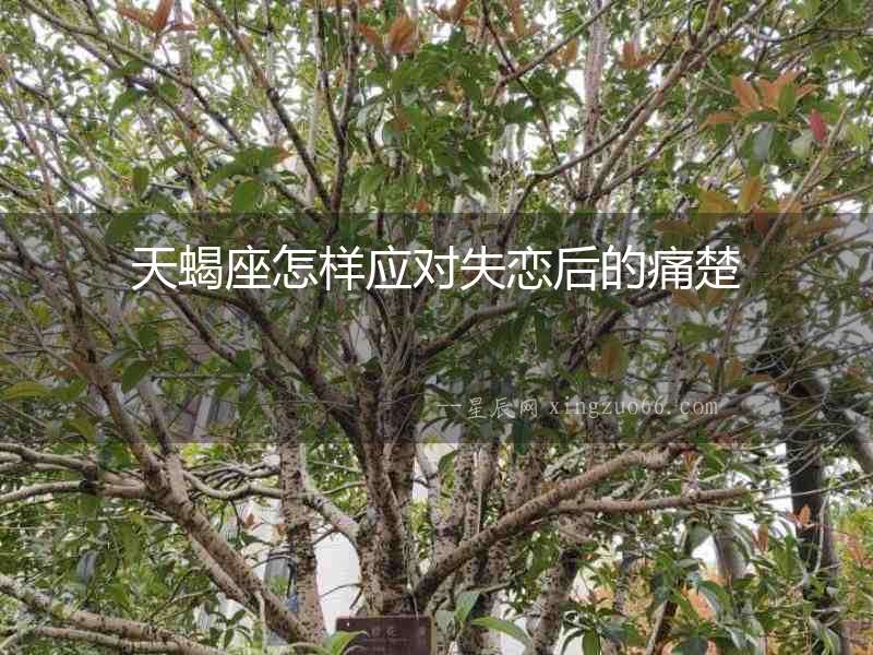 天蝎座怎樣應對失戀后的痛楚