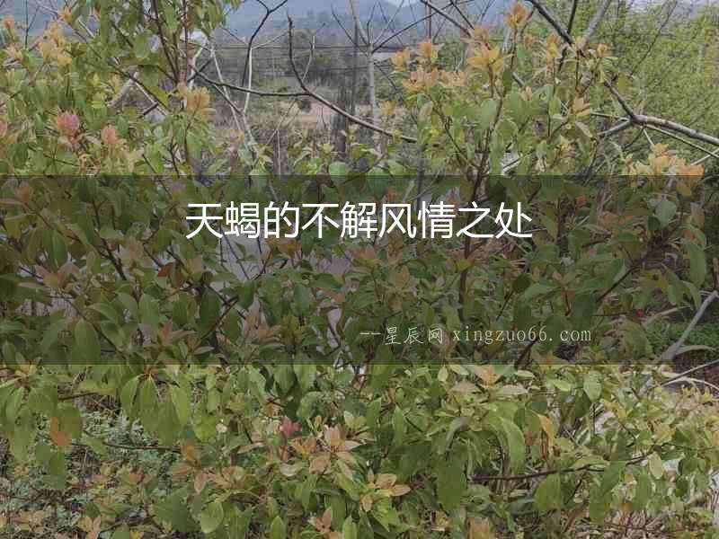 天蝎的不解風情之處