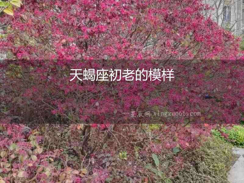 天蝎座初老的模樣