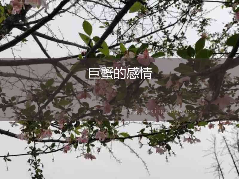 巨蟹的感情