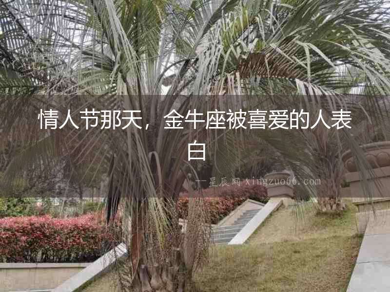 情人節那天，金牛座被喜愛的人表白