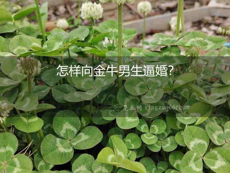 怎樣向金牛男生逼婚？