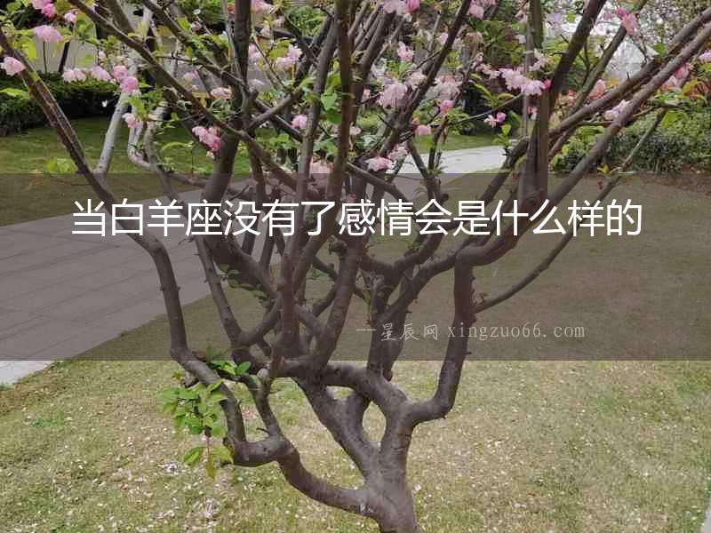 當白羊座沒有了感情會是什么樣的