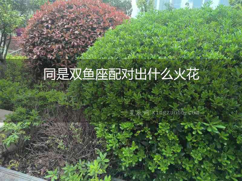 同是雙魚座配對出什么火花