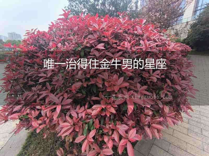 唯一治得住金牛男的星座