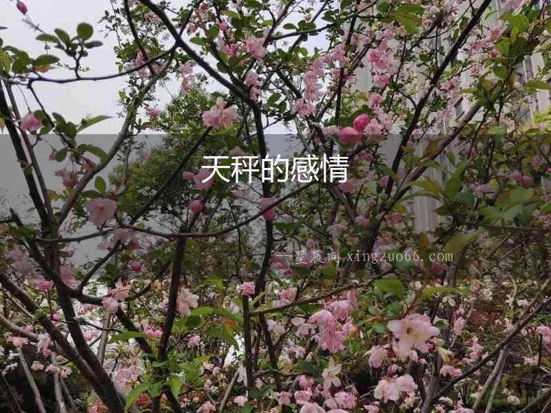 天秤的感情