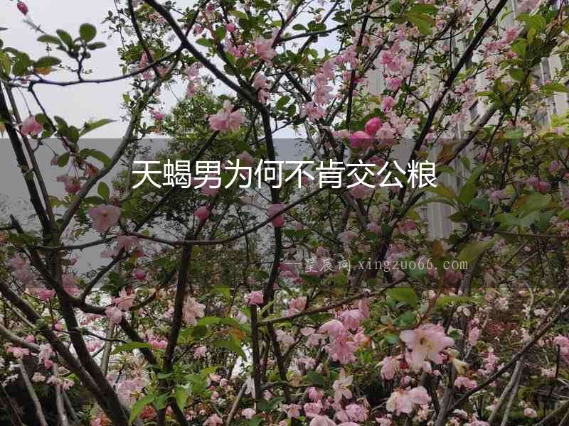天蝎男為何不肯交公糧