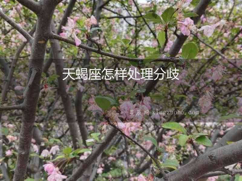 天蝎座怎樣處理分歧
