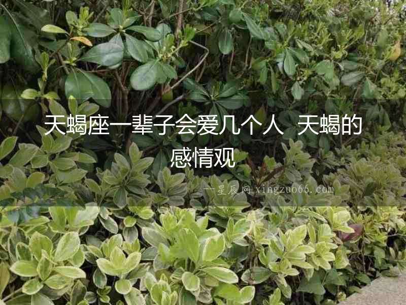 天蝎座一輩子會愛幾個人  天蝎的感情觀